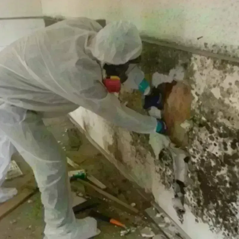 Mold Remediation and Removal in North Kingsville, OH